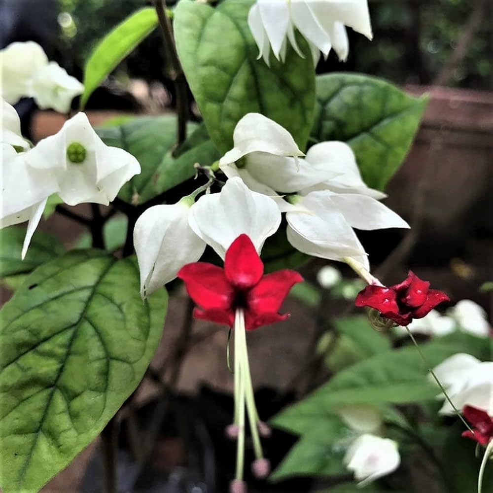 Clerodendrum Flower Seeds – Heirloom, Non-GMO, Tropical Garden Blooms for Vibrant Planting