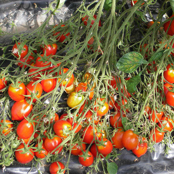 Tomato Britanskiy Zavtrak Solanum lycopersicum vegetable seeds for planting in vertical garden or indoor pots
