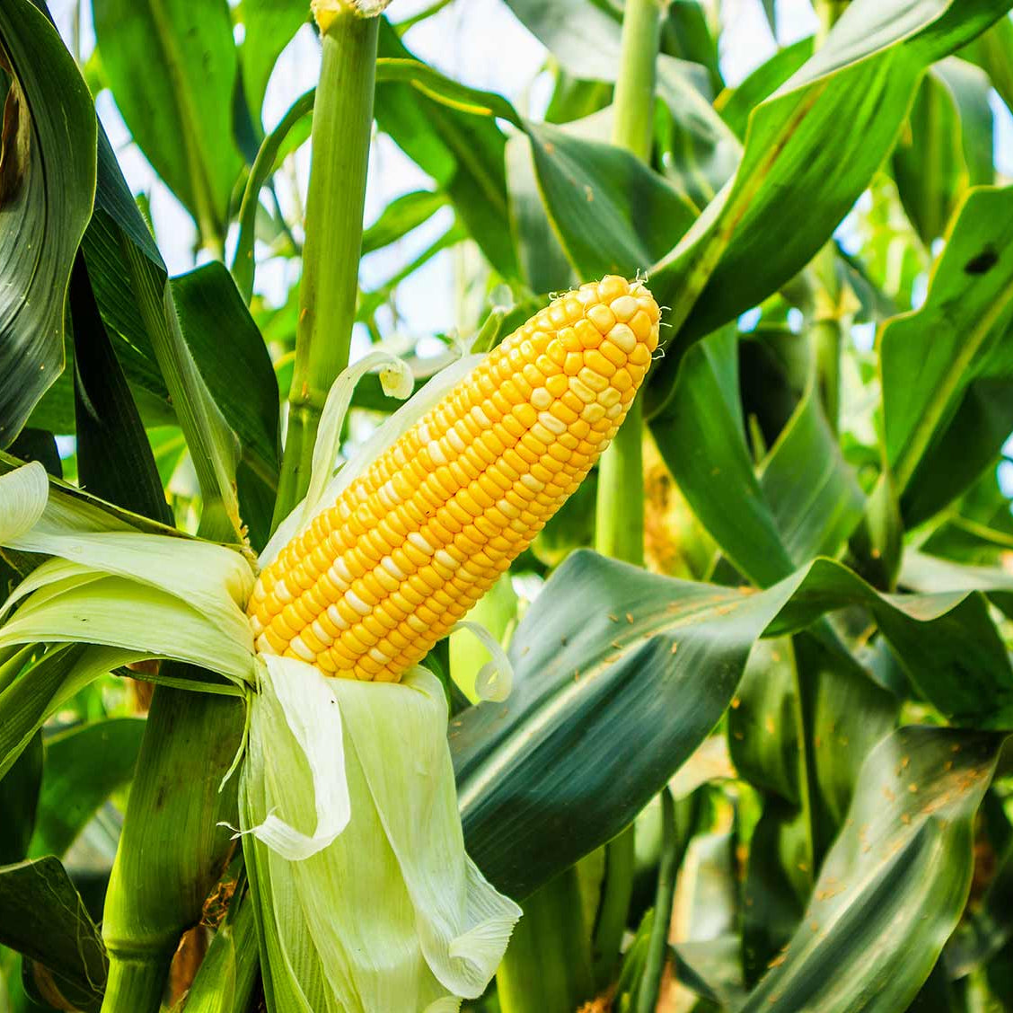 Sweet Temptation Hybrid SE Corn Seeds | Extra-Tender Super Sweet Yellow Corn – Heirloom, Non-GMO, High Germination Organic Garden Seeds