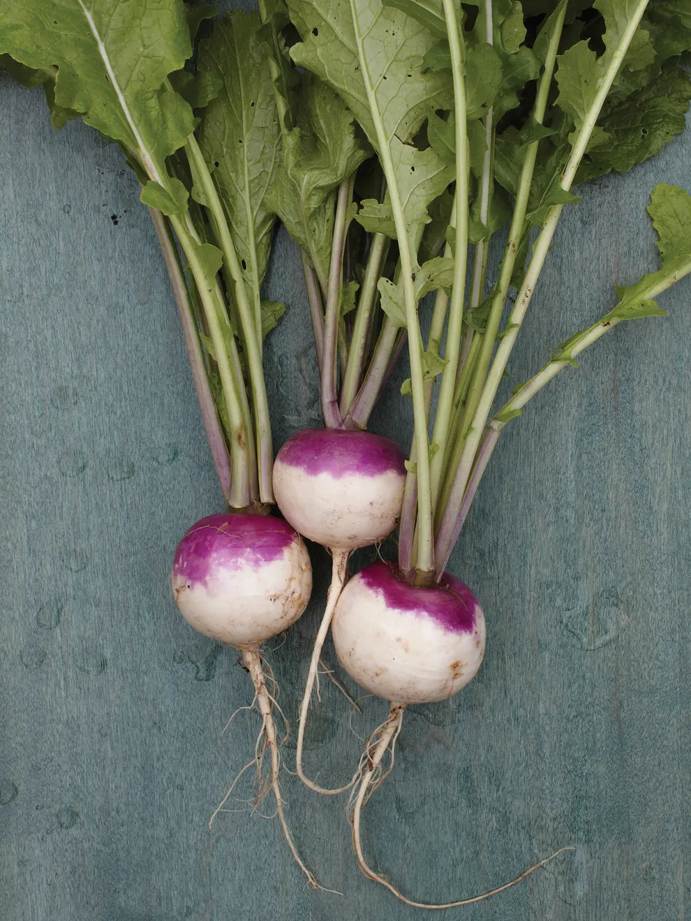 Turnip Seeds - Purple Top White Globe