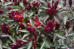 potted Explosive Ember pepper in decorative container

