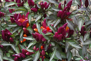 potted Explosive Ember pepper in decorative container

