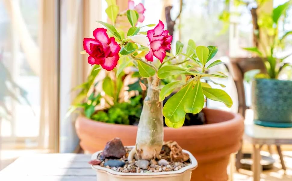 Desert Rose (Adenium obesum) for planting in pots or dry gardens