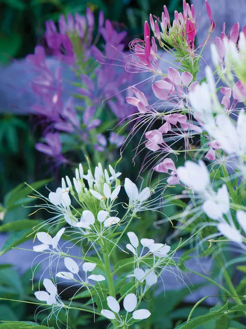 Cleome Seeds - Mixed Colors