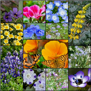 Bulk California Wildflower Seed Mix - Over Seeds for Every Garden – Heirloom, Non-GMO, High Germination Organic Garden Seeds