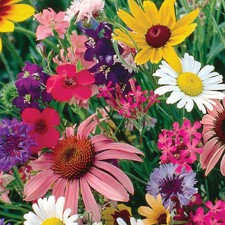 Florific Flower Seeds for Planting, 100 pcs