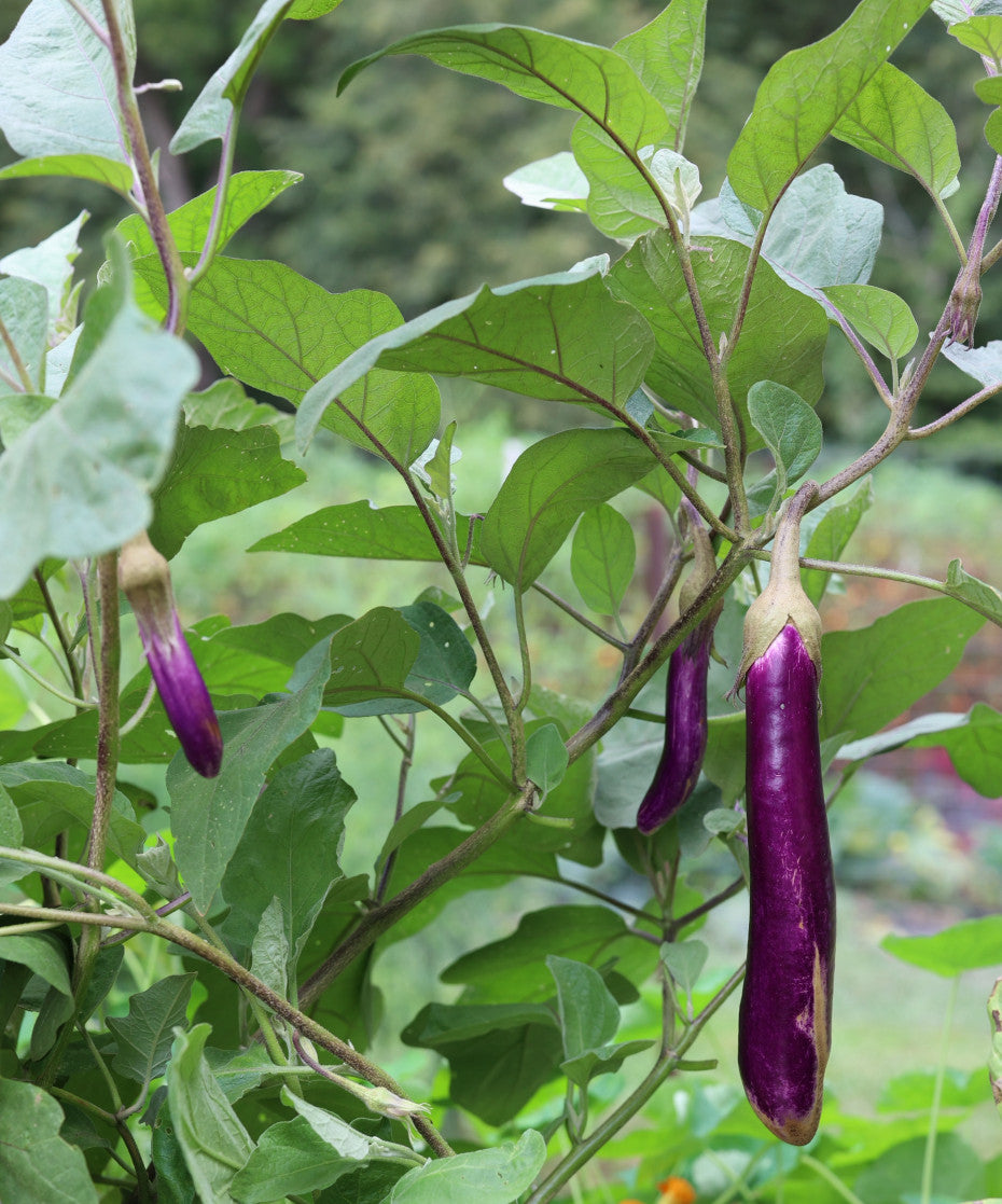 Mixed Eggplant Seeds for Planting