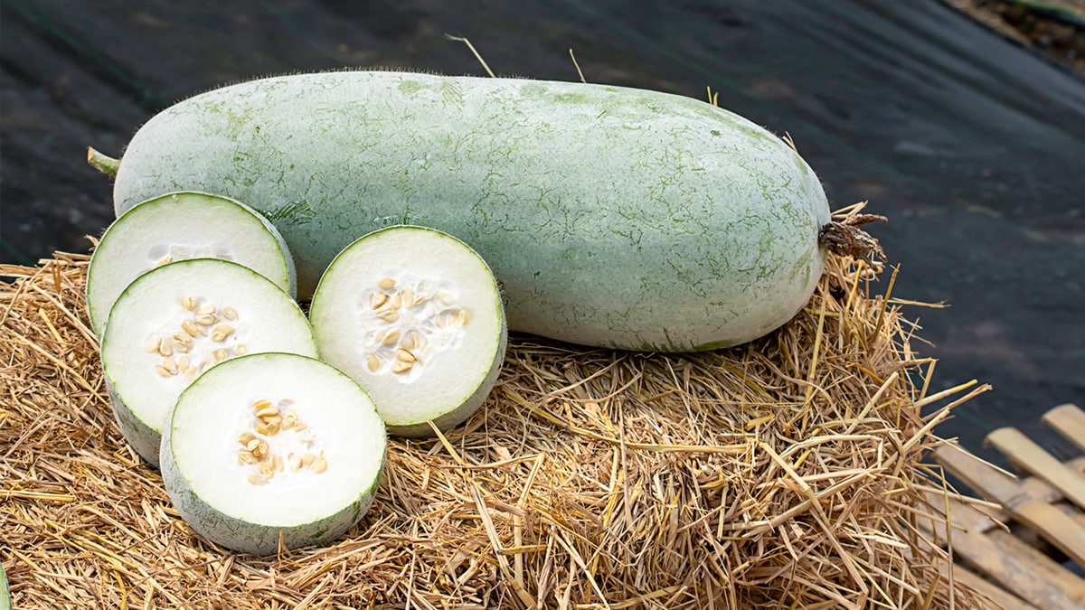 Giant White Skin Winter Melon Seeds