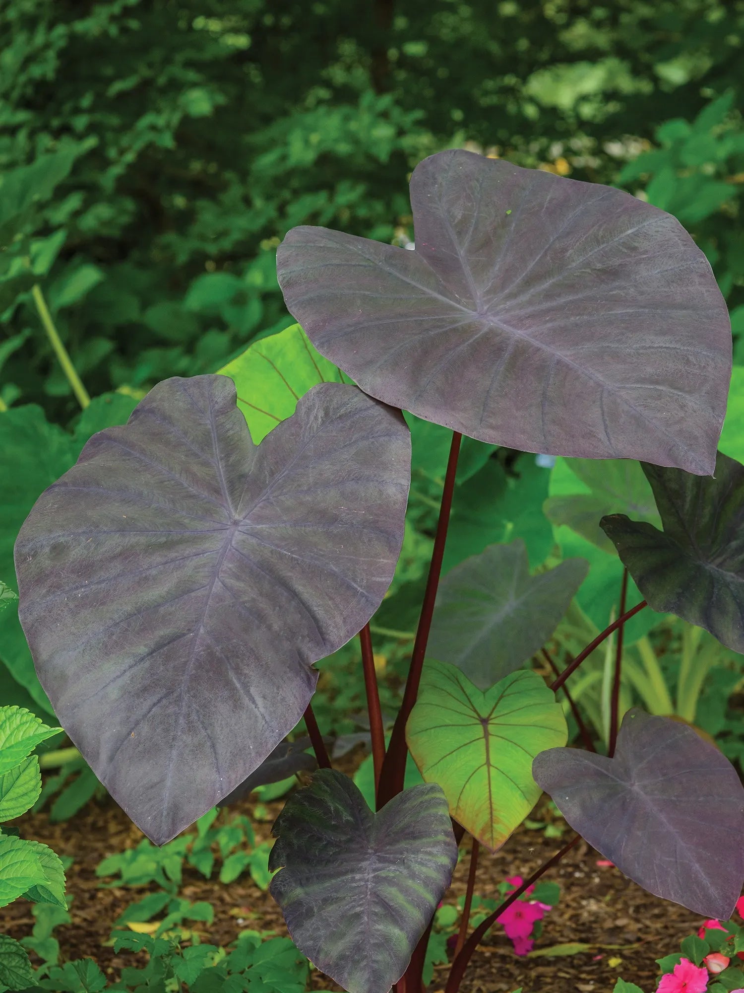 Elephant Ear Seeds - Black Magic