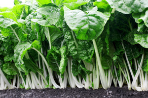 high-germination-non-gmo-fordhook-leafy-green-seeds

