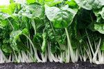 high-germination-non-gmo-fordhook-leafy-green-seeds

