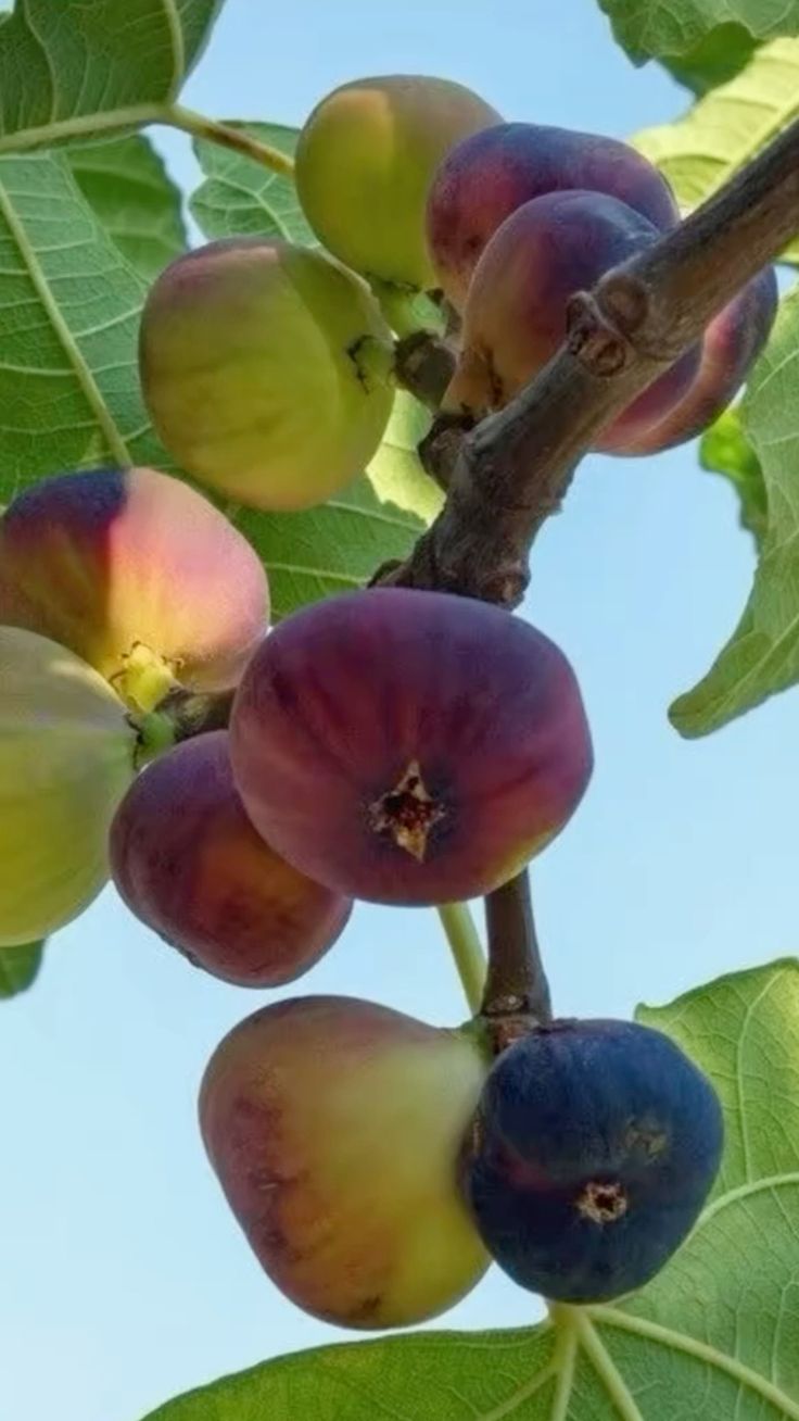 Cluster Fig Seeds