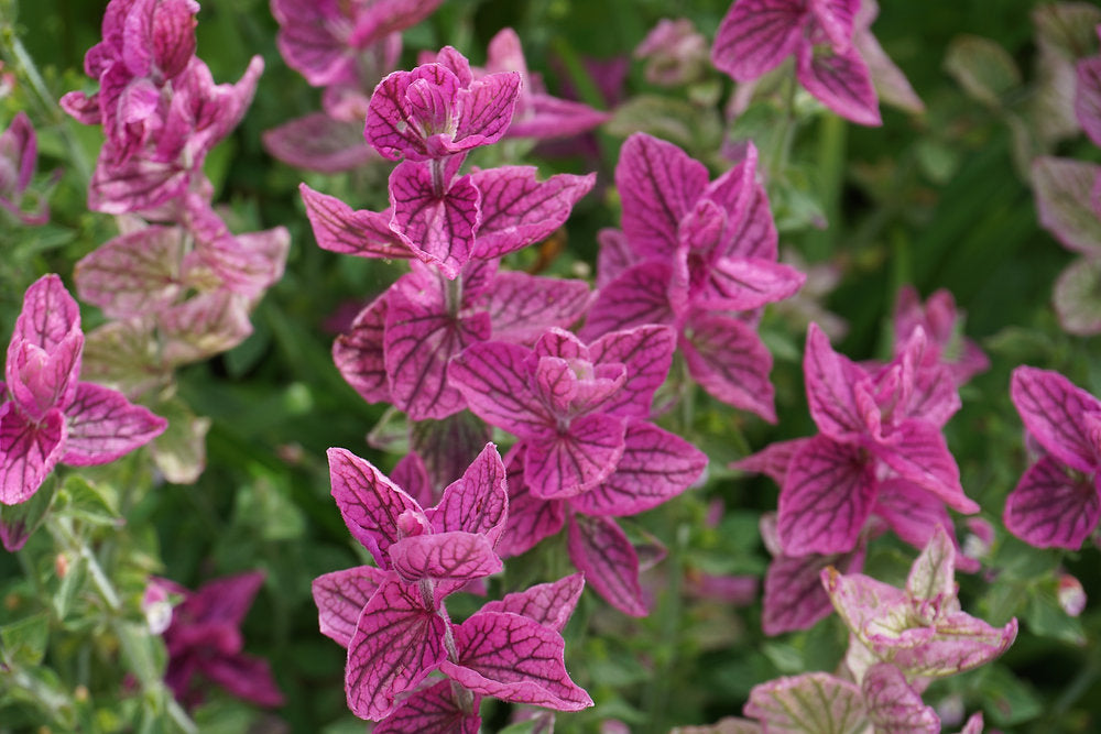 Clary Sage Seeds - Pink Sundae