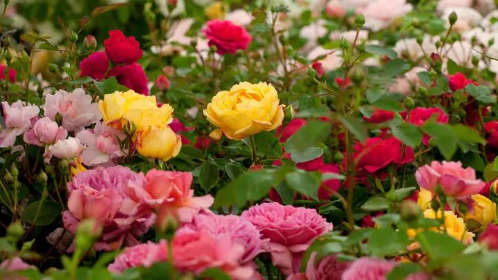 Mixed Miniature Rose Plant Seeds for Planting - Non-GMO Heirloom Garden Seeds for Growth Dhara Seeds