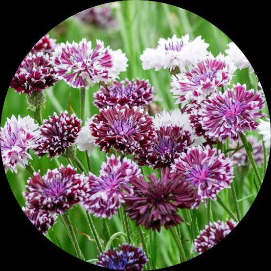 Cornflower Classic Magic Seeds