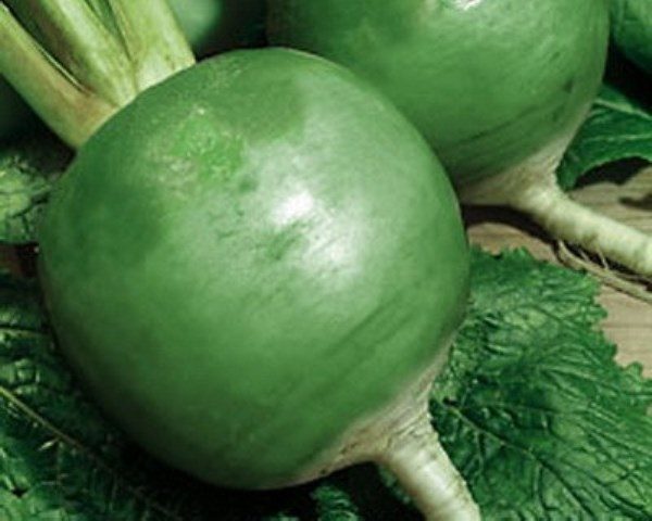Radish Marhelanskaya Raphanus sativus vegetable seeds for planting in kitchen garden or home garden