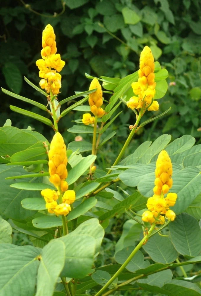 Senna Alata Seeds