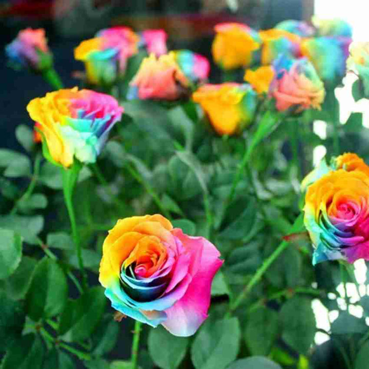 Heirloom Non-GMO Rainbow Mixed Flower Seeds for Planting – Colorful Blend of Seasonal Garden Blooms