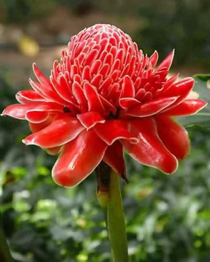 Etlingera Elatior Flower Seeds for Planting