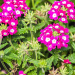 Burgundy Verbena Flower Seeds for Planting - 100 seeds for planting in home garden