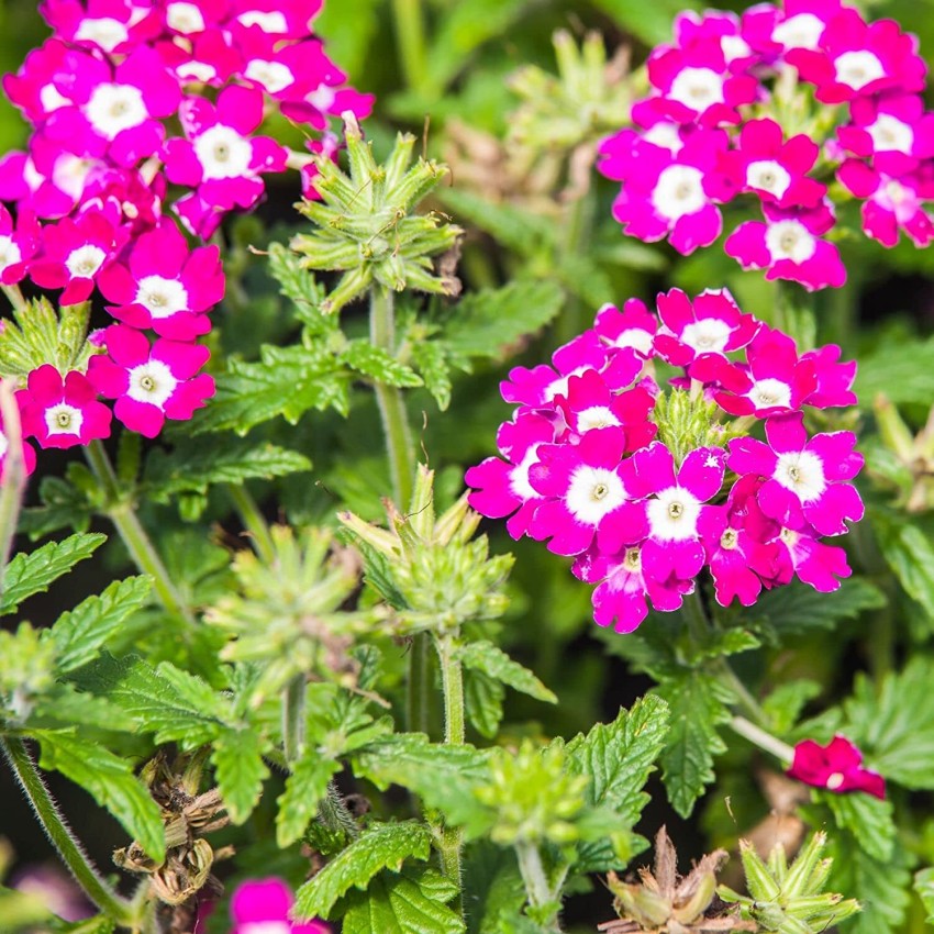 Burgundy Verbena Flower Seeds for Planting - 100 seeds for planting in home garden
