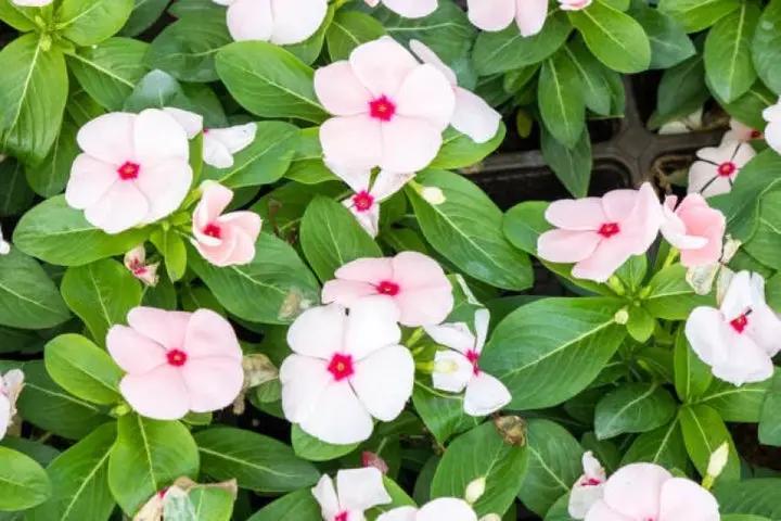 White Vinca Rosea Plant Seeds for Planting - Non-GMO Heirloom Garden Seeds for Growing Dhara Seeds