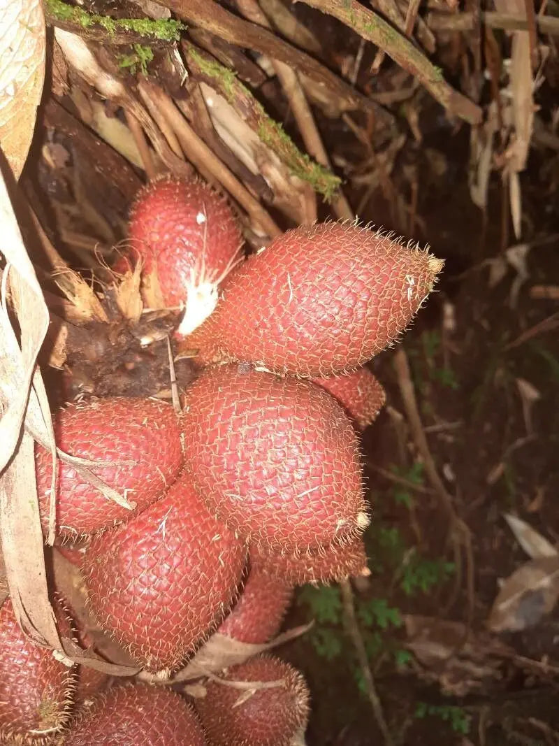Salak Seeds for Unique Snakeskin-Like Tropical Fruits