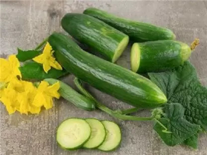 Cucumber Seeds - Tendergreen Burpless