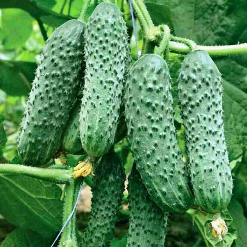 Cucumber Veselyye Motylki F1 Cucumis sativus vegetable seeds for planting in home garden or raised beds