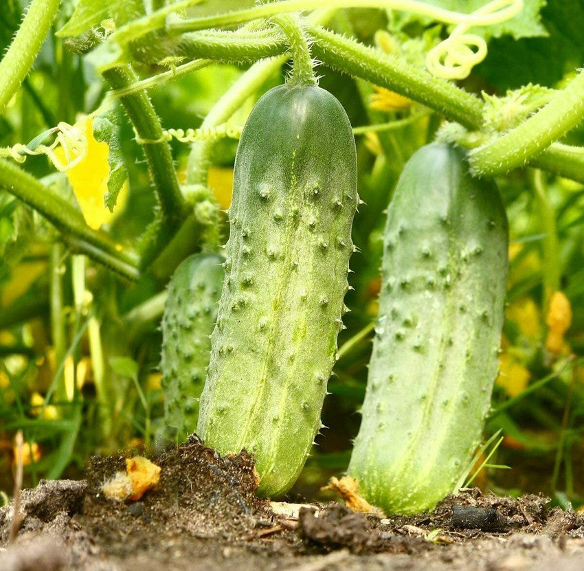 Cucumber Veselyye Motylki F1 Cucumis sativus vegetable seeds for planting in home garden or raised beds