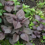 Wild Basil Beefsteak (Perilla) Seeds for Planting-Aromatic Herb and Flavorful Gardens Scientific Name Placeholder for planting in home garden