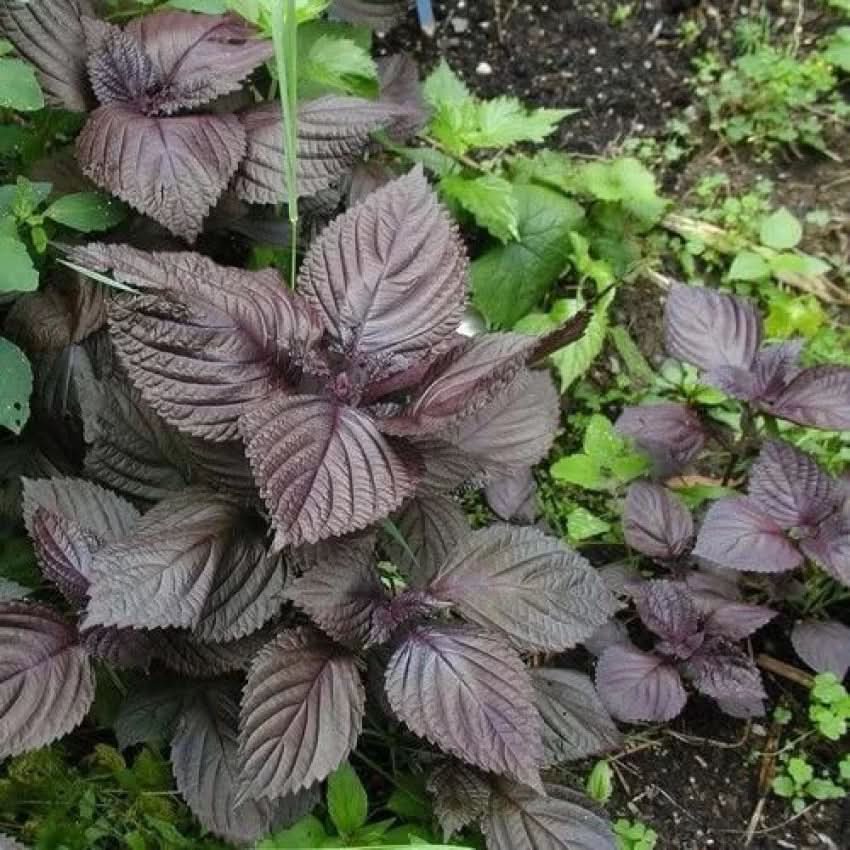 Wild Basil Beefsteak (Perilla) Seeds for Planting-Aromatic Herb and Flavorful Gardens Scientific Name Placeholder for planting in home garden