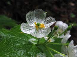Transparent Rain-Activated Delicate Flower Seeds