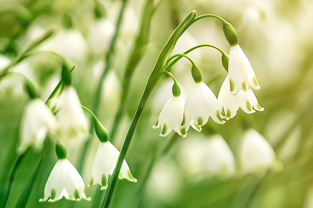 White Rich Aroma Snow Flake Flower Seeds for Planting