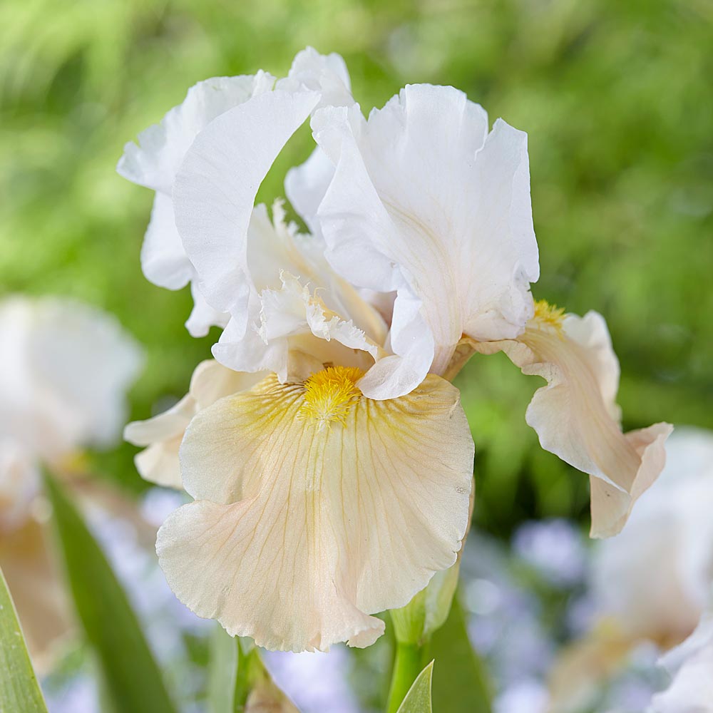 Re-Blooming Bearded Iris - Champagne Elegance