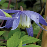 Blue Bird Clematis Seeds Soft Pastel Blue Clematis Blooming Vine High Germination Garden Seeds heirloom non-gmo seeds