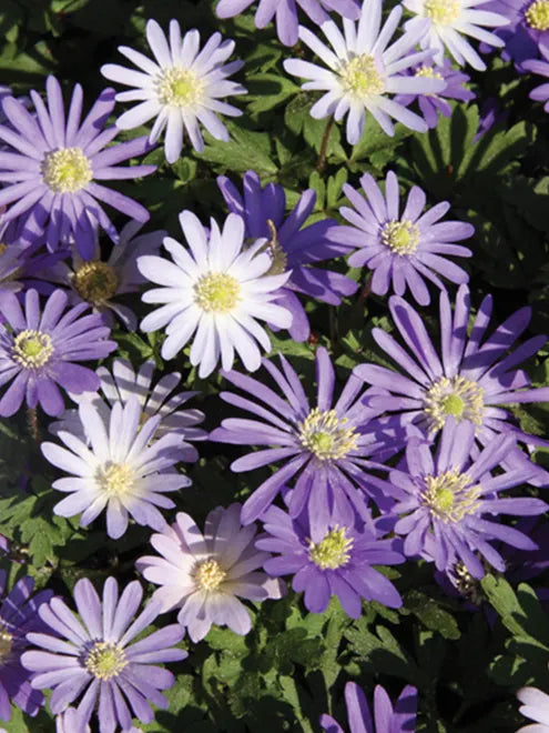 Anemone Blanda Mix Seeds