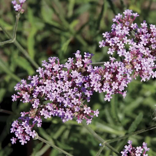 Lollipop Verbena Seeds Compact Lavender-Pink Verbena High Germination Garden Seeds heirloom non-gmo seeds
