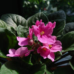 Baby Pink Saintpaulia Flower Seeds for Planting - NON GMO Seeds Dhara Seeds