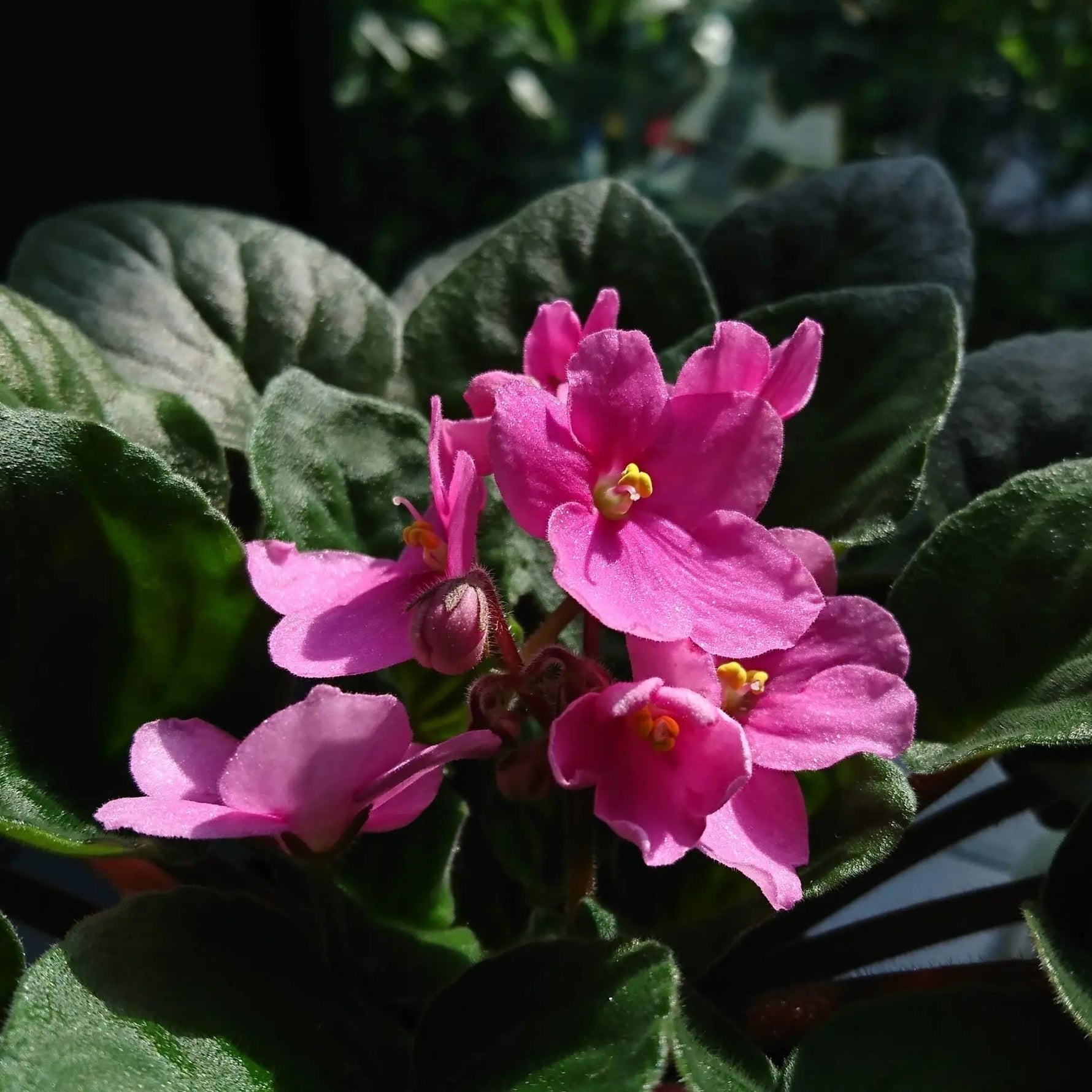 Baby Pink Saintpaulia Flower Seeds for Planting - NON GMO Seeds Dhara Seeds