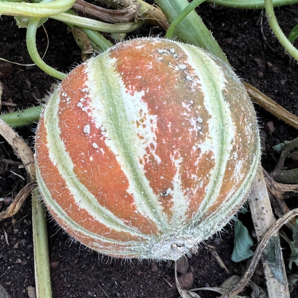 Kajari Melon Fruit Seeds for Growing Sweet and Juicy Melons