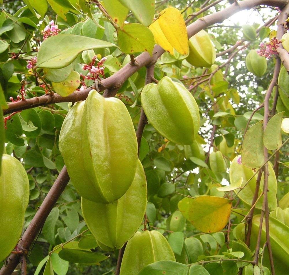 Thai Starfruit Averrhoa Carambola Fruit Seeds for Planting - Tangy and Exotic Fruit for your Backyard Orchid