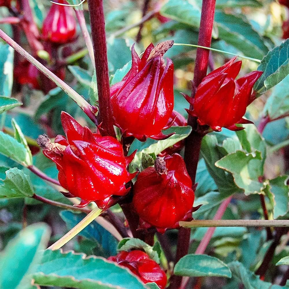 Hibiscus Roselle Heirloom Non-GMO Seeds for Planting – Vibrant, Edible Flowers