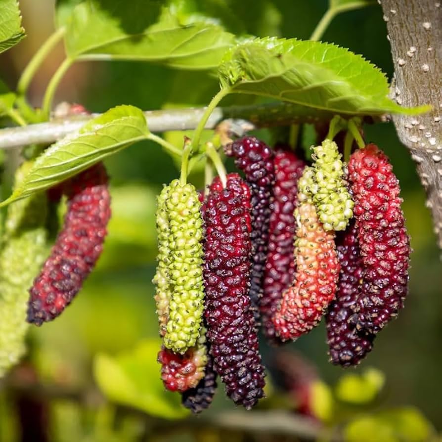 Futuba Long Mulberry Fruit Seeds for Planting - Prolific, Sweet Berry Trees, Heirloom Seeds
