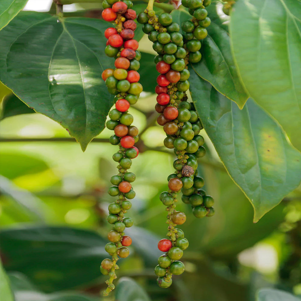 Piper Nigrum Fruit Seeds - Grow Peppercorns for Freshly Ground Spices