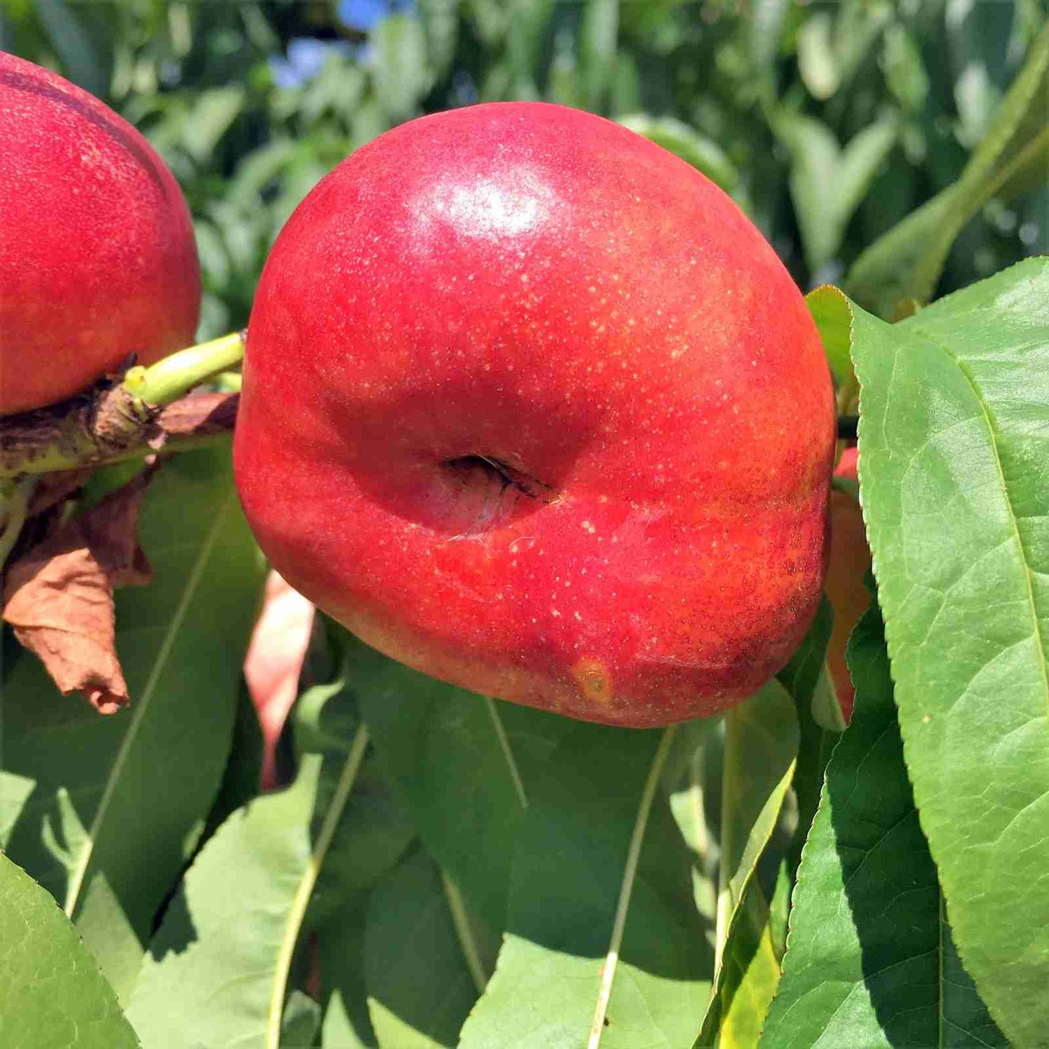 Red Nectarine Fruit Seeds - Grow Juicy and Sweet Nectarines at Home