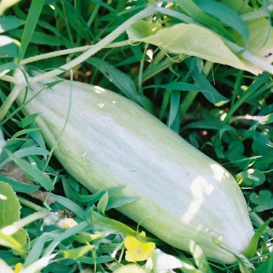 Banana Cantaloupe Seeds for Planting - Plant for a Unique and Sweet Fruit Harvest