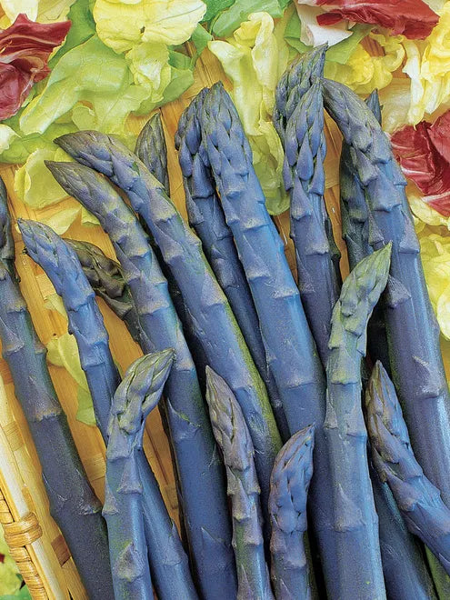 Asparagus Purple Passion Seeds