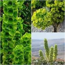 Bells Flower Seeds for Garden Planting - NON GMO Seeds Dhara Seeds