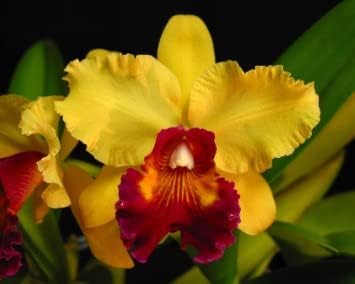 Yellow Red Cattleya Flower Seeds for Planting - 100